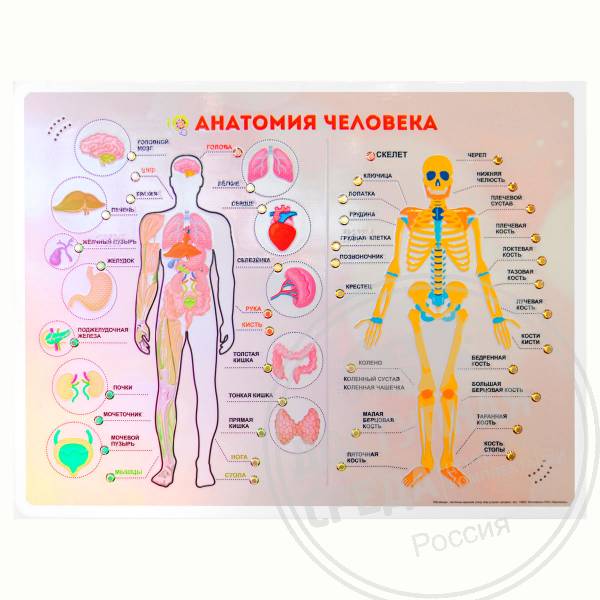 «Анатомия человека»Аналоги: Ректор; Альфа-среда